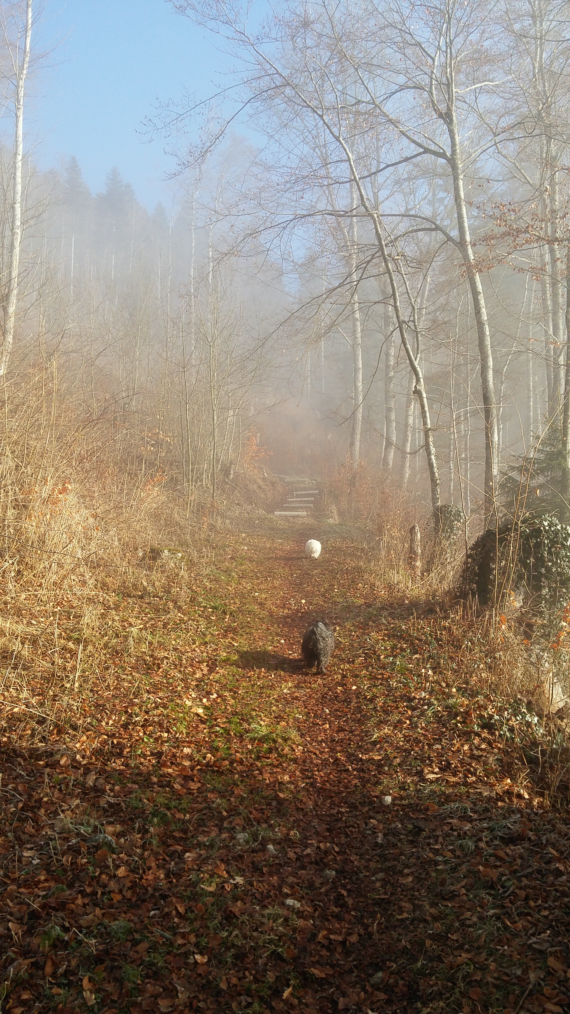 20170218_093850